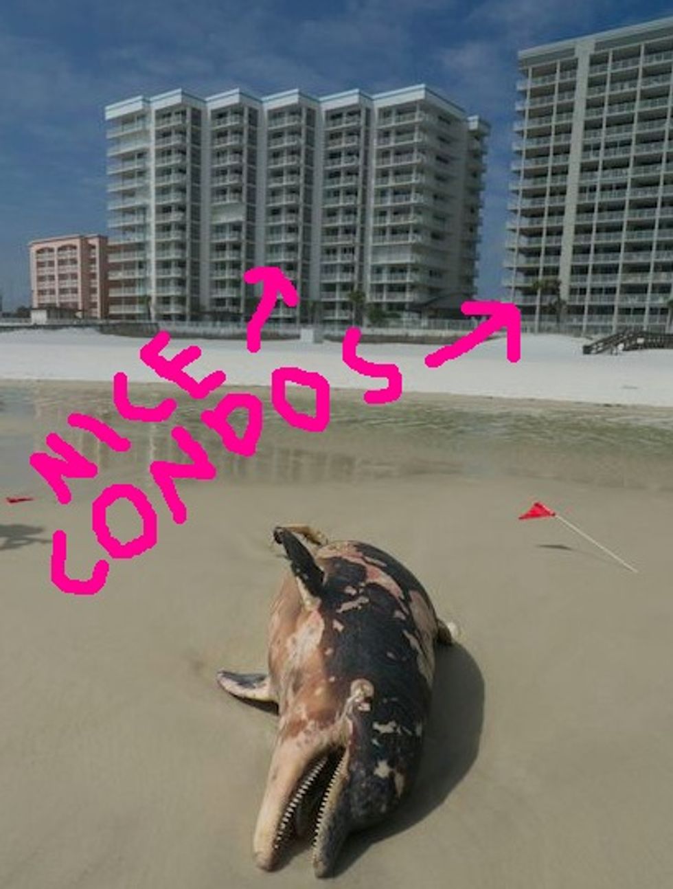The Gulf Coast: Come For the Dead Baby Dolphins, Stay and Get Sick