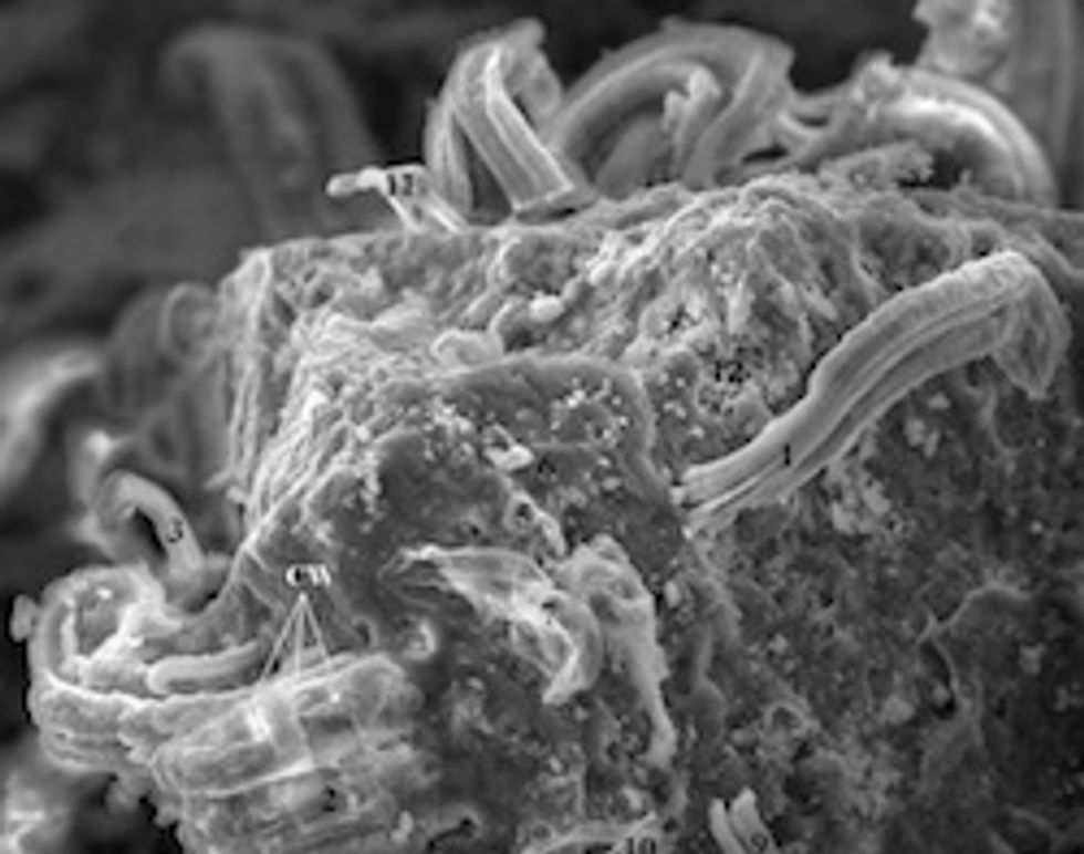 NASA Scientist Finds Evidence Life Came To Earth On Meteorites