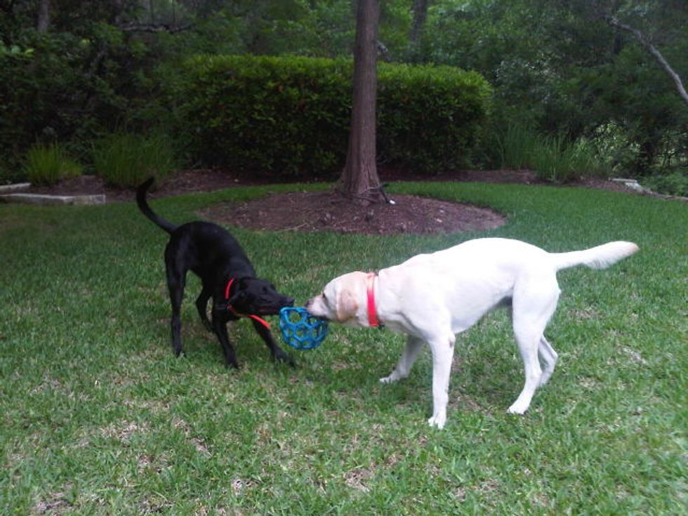 Rick Perry Did Something To the President's Dog