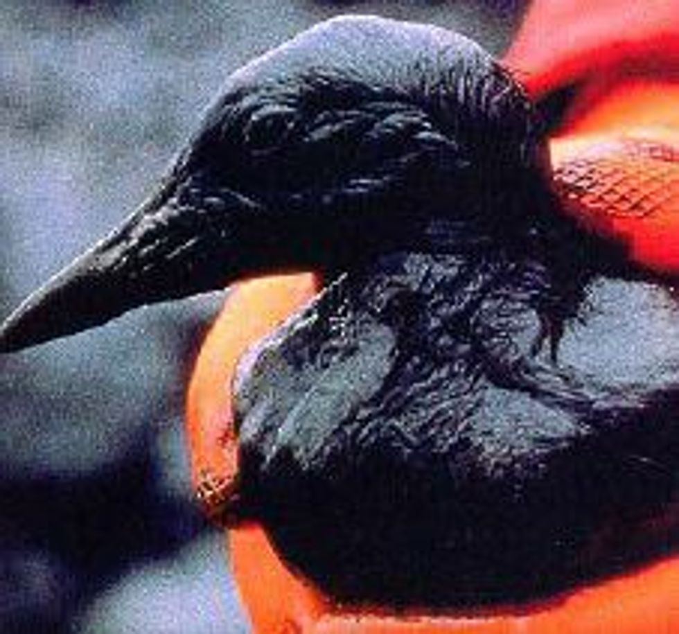 Halliburton Guy Taking His Smoke Break Responsible For Gulf Spill