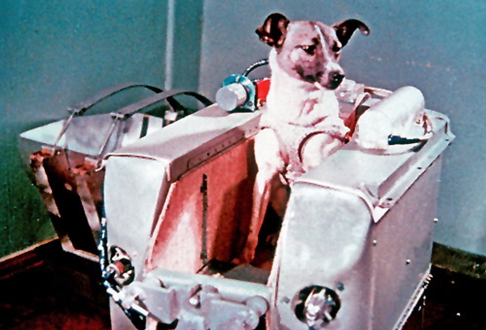 Obama Wants To Send Stray Dogs Into Space, To Die