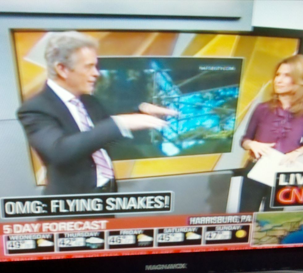 Journalists Risk Life and Limb To Bring You Latest Floating Reptile News