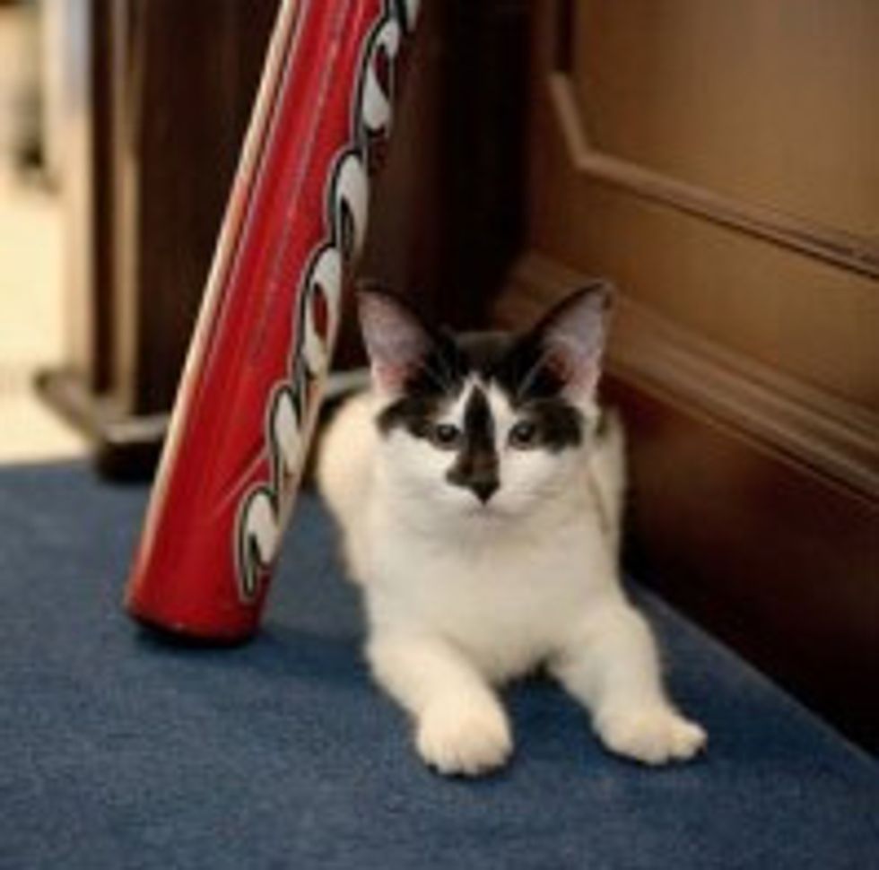 Meet 'Lucky,' Scott Brown's New Team Member