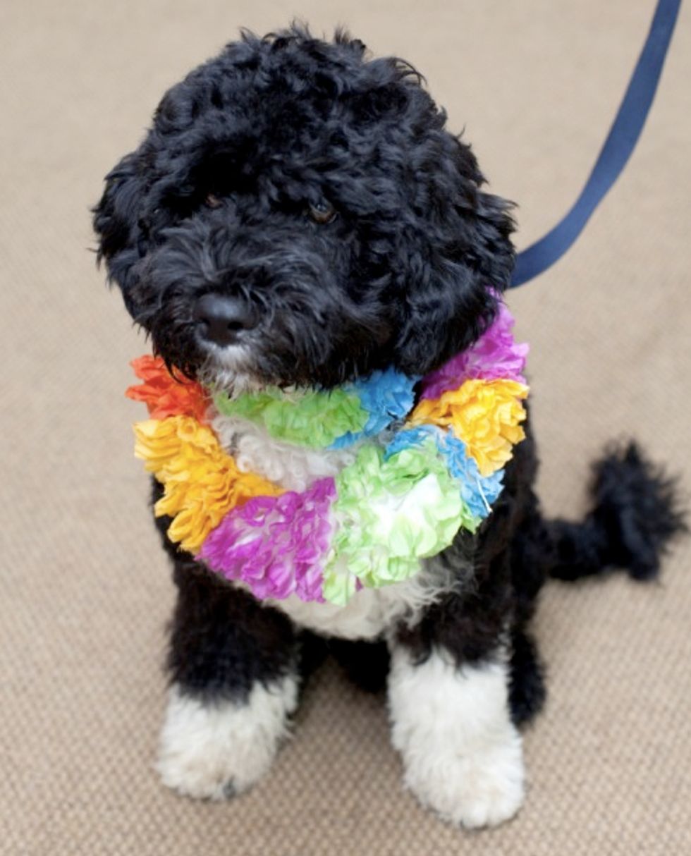 NO ONE Is Winning The Nobel In Remembering Prominent Dog Birthdays