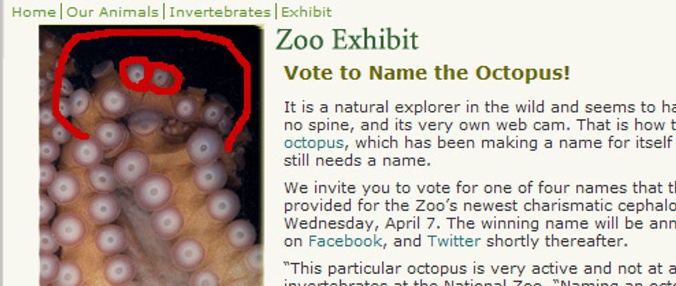 Vote To Name National Zoo's Dumb Octopus 'Cthulhu'
