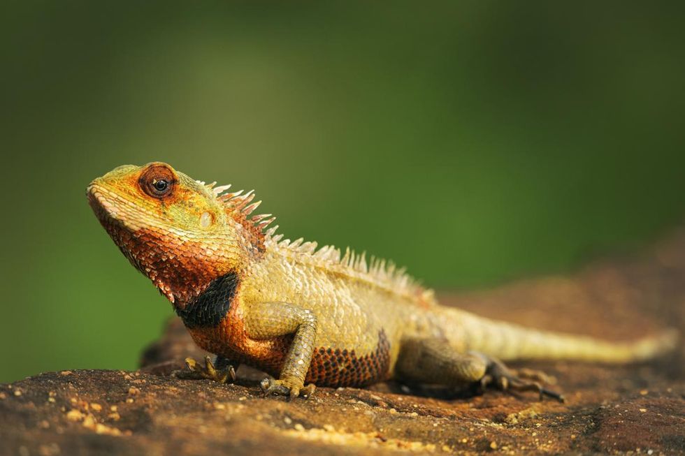 They Might Be ColdBlooded, But These 10 Reasons Prove Lizards Will