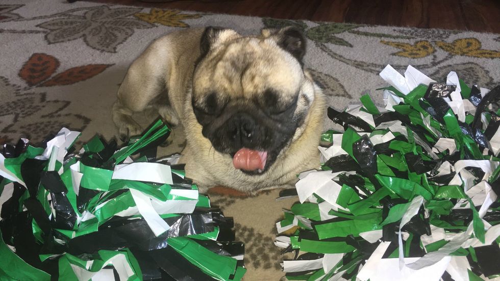 15 Ways Pugs Are Exactly Like Humans