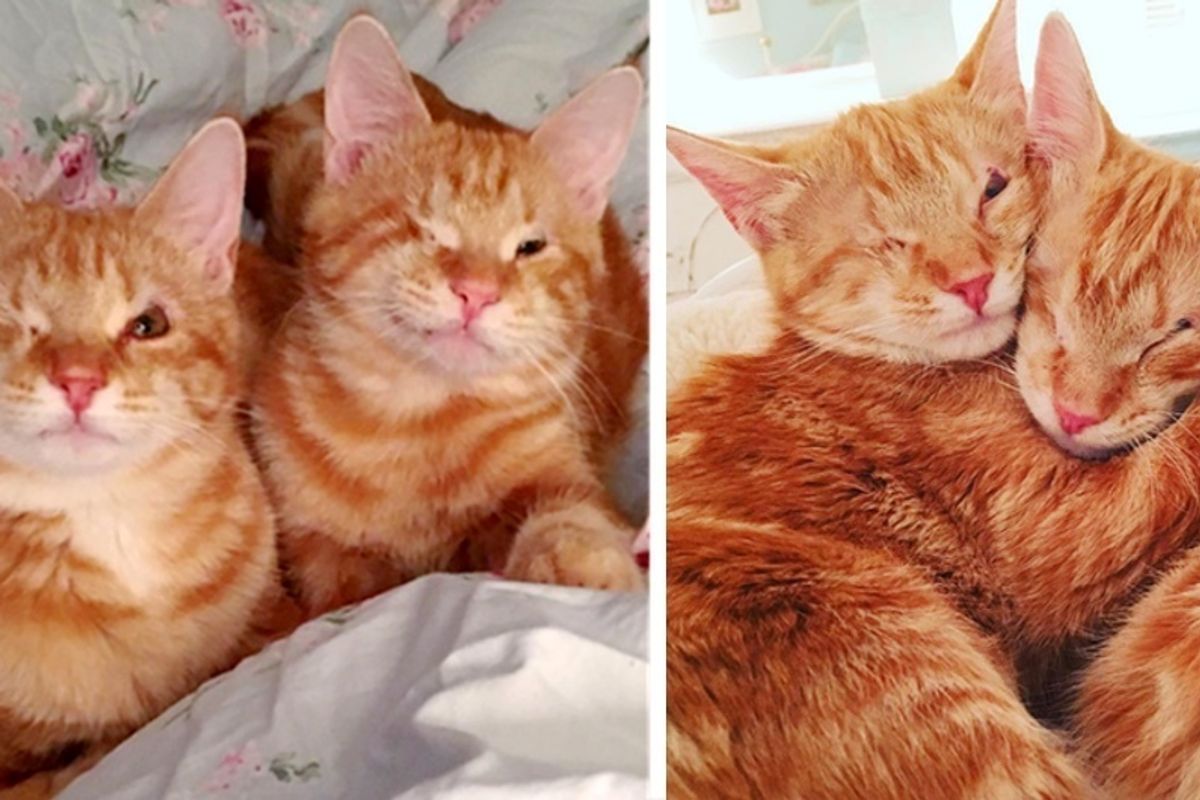 One-eyed Kitten Siblings, Found Huddled Under a Bush, Won't Stop Cuddling