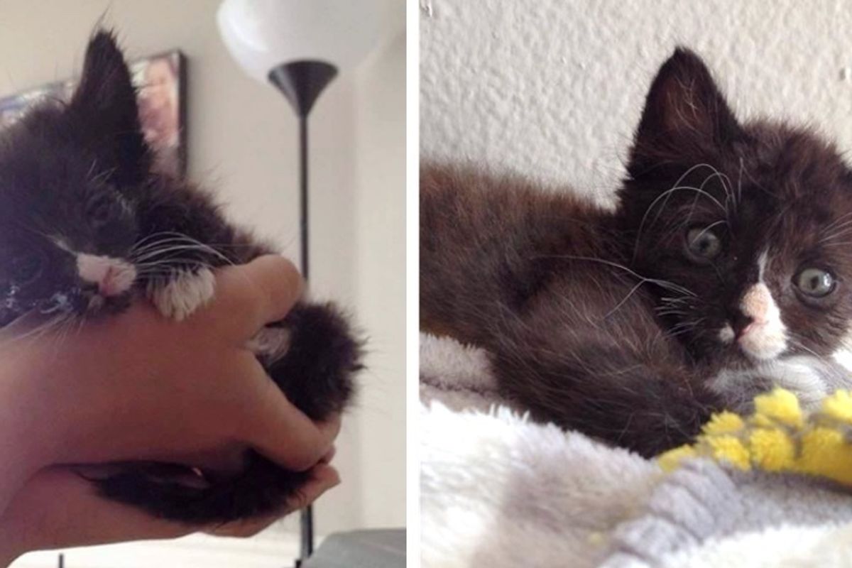 Kitten, No One Thought Would Survive, Bounces Back From the Brink with Her Fight to Live