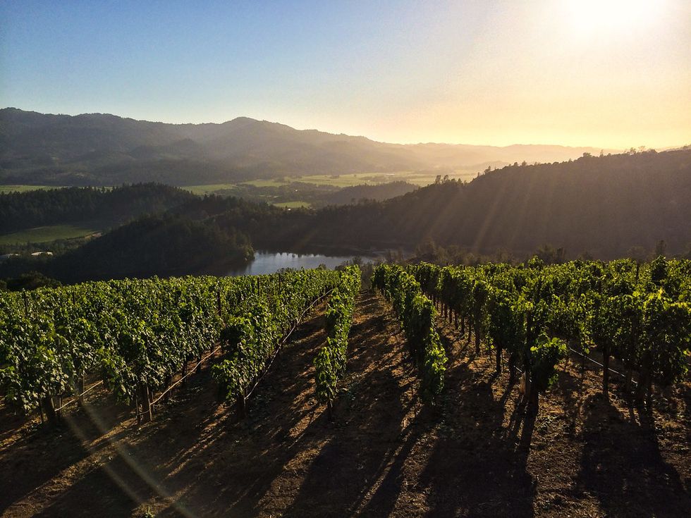 The Green Wine Trail: 10 of Napa's Most Sustainable Wineries - 7x7 Bay Area