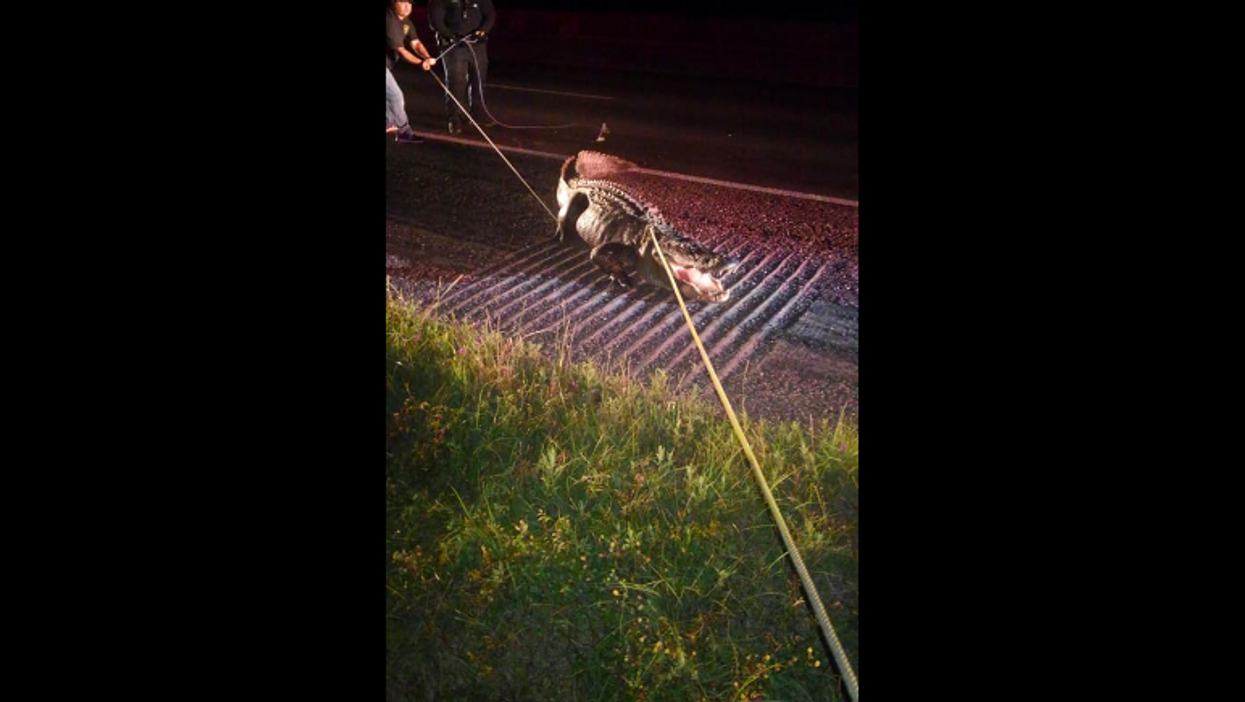 12-foot alligator holds up traffic on Texas highway