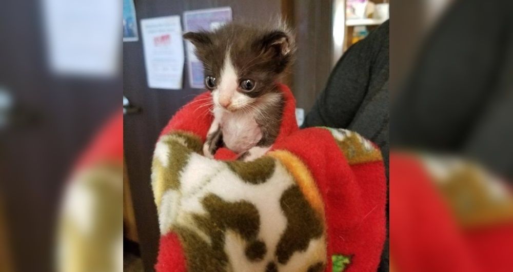 kitten nursing blanket