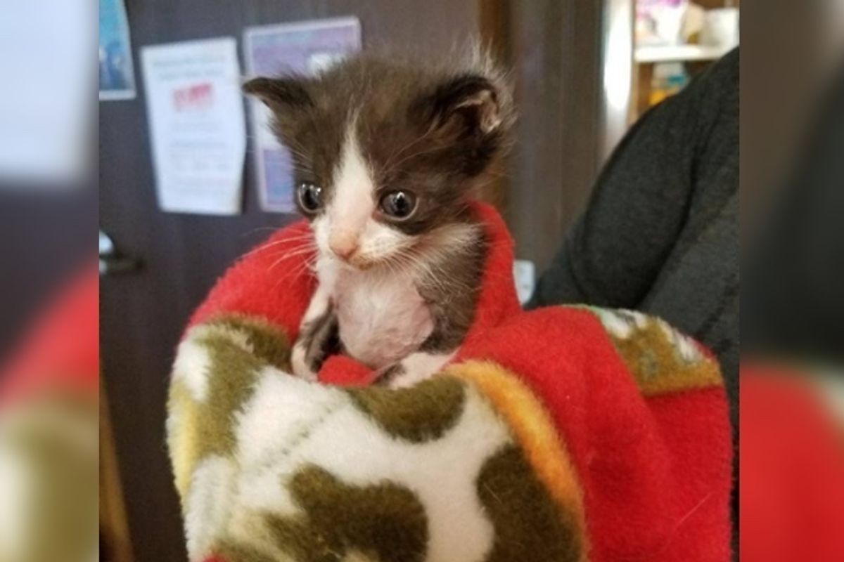 Runty Kitten Rejected by His Cat Mom, Finds Comfort Swaddled in Blanket