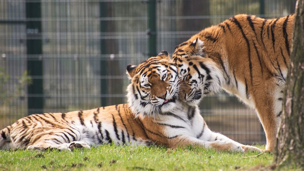 Animal Love Lessons