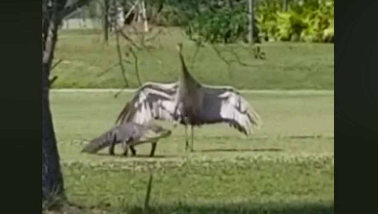 This papa crane confronted a gator and we're seriously inspired