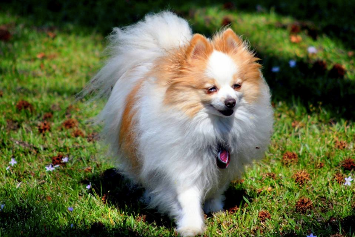 9 Dog Pictures That Will Make You Smile