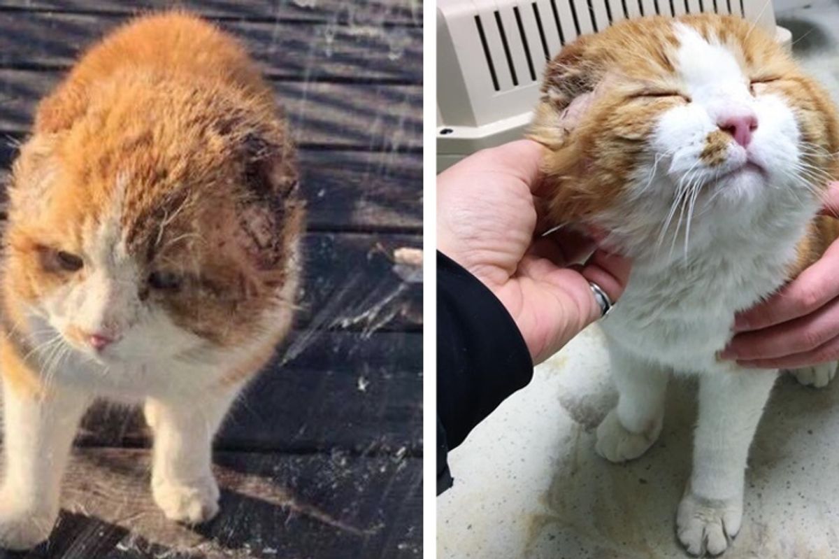 Woman Saves Earless Cat From Sad Life and the Kitty Can't Get Enough of Love