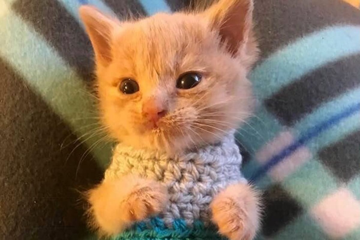 Kitten Saved From the Brink of Death, Finds Someone to Love and Won't Let Go