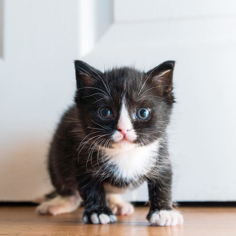 Kitten Found as Preemie Left Behind by Mom, Catches Up in Size Despite ...