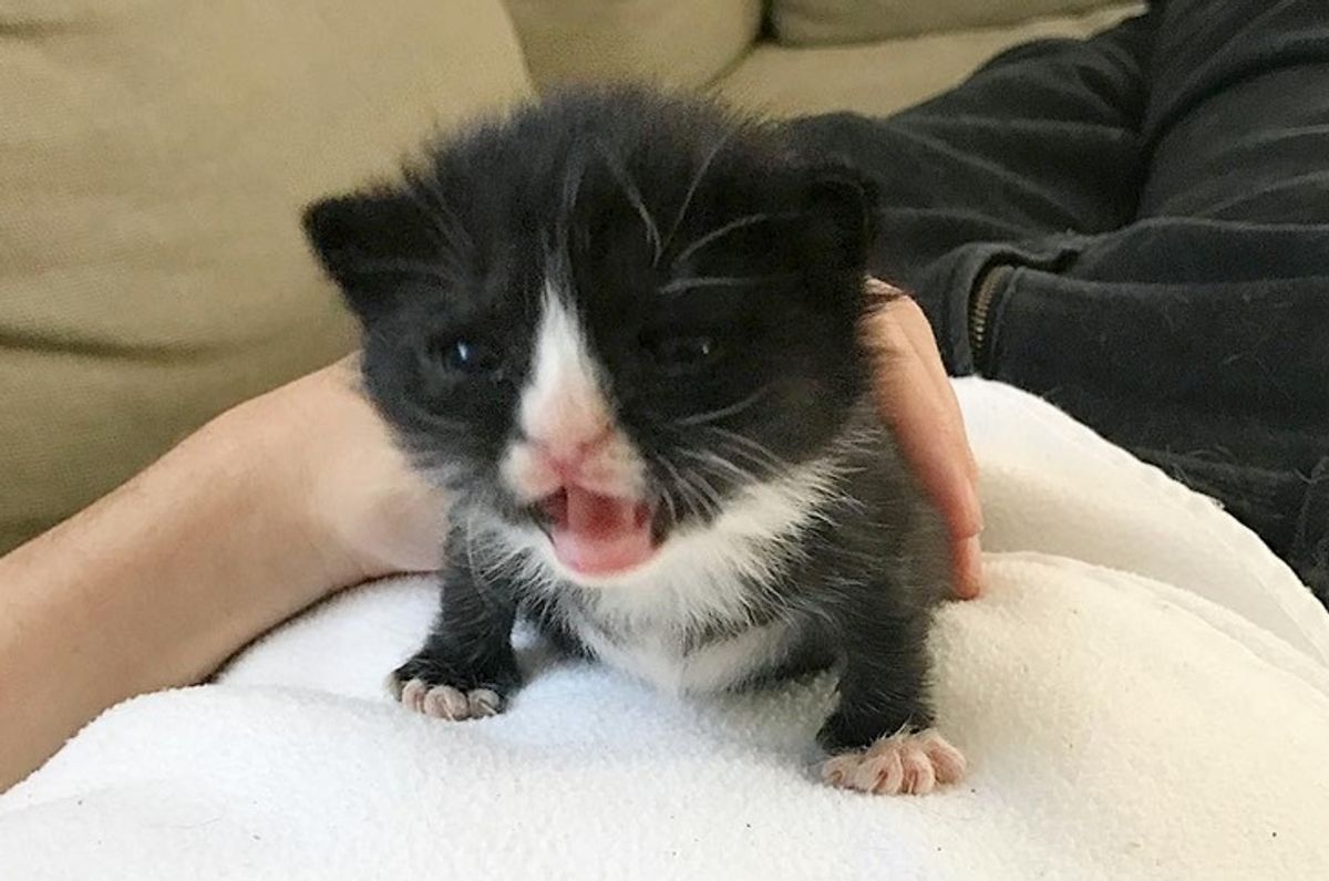 Kitten Found as Preemie Left Behind by Mom, Catches Up in Size Despite the Odds