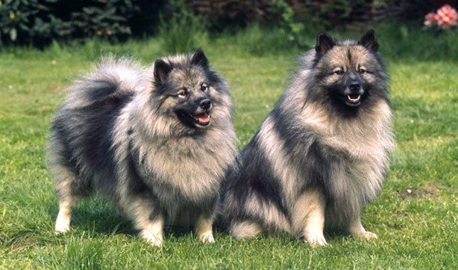 Dogs similar hot sale to keeshond