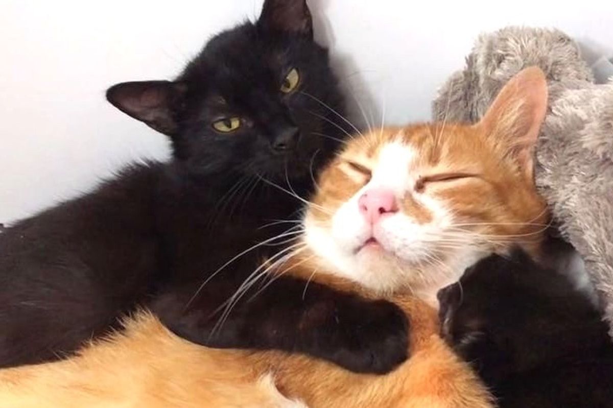 Rescued Cat Moms Comfort Each Other with Hugs and Raise Their Kittens Together