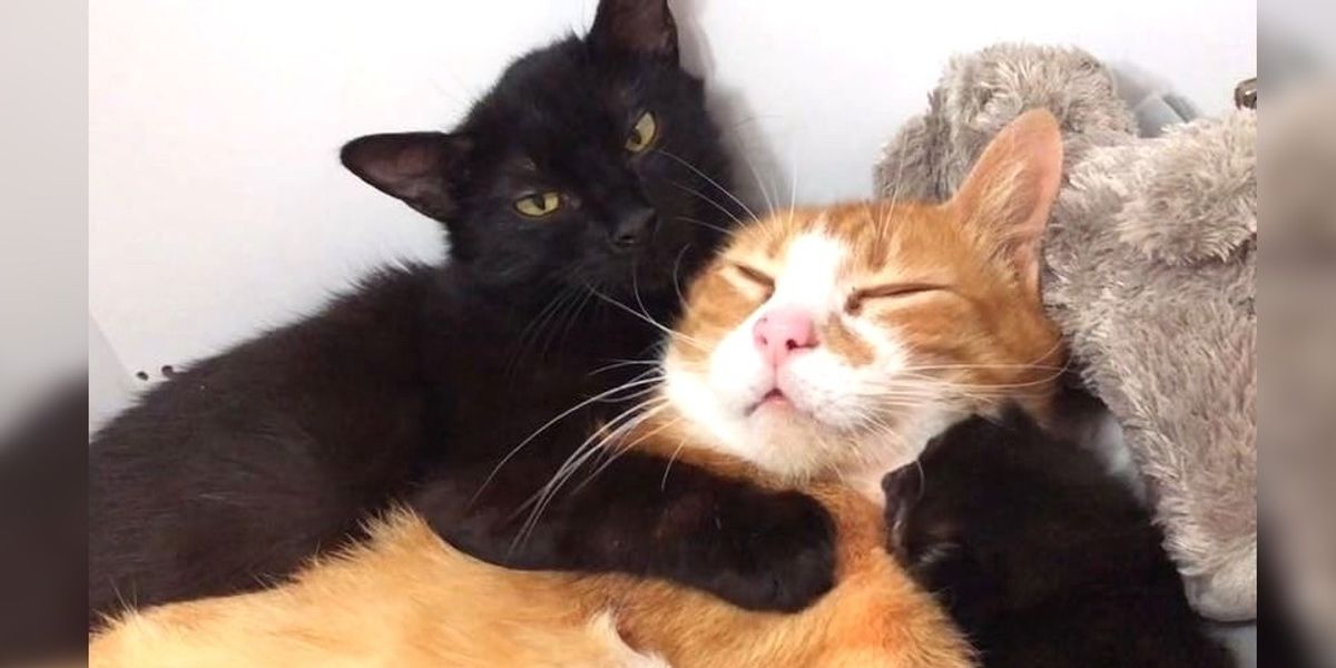 Rescued Cat Moms Comfort Each Other with Hugs and Raise Their Kittens ...