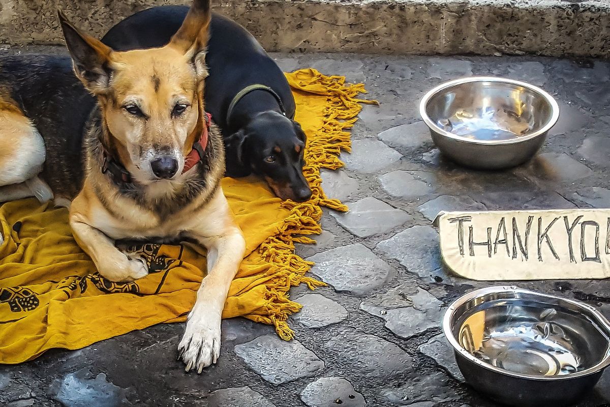 Cani randagi deportati in Nord Italia, il business che piace anche alla mafia
