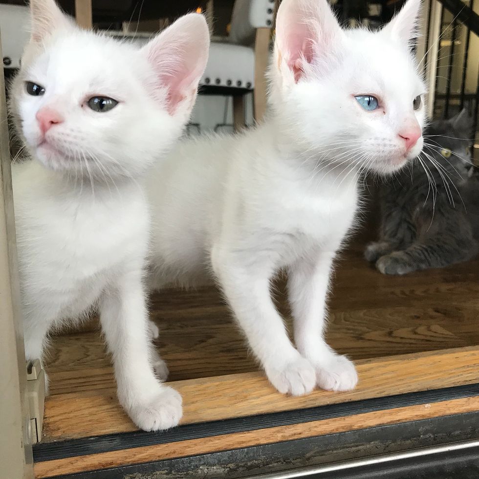 2 Deaf Kittens Born to Rescued Cat, Depend on Each Other and Share ...