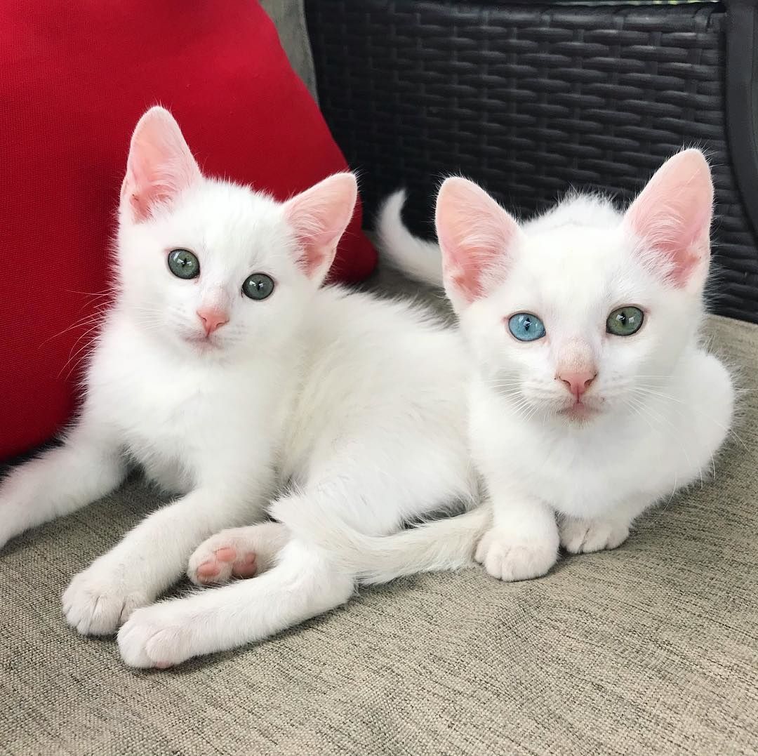 2 Deaf Kittens Born to Rescued Cat 