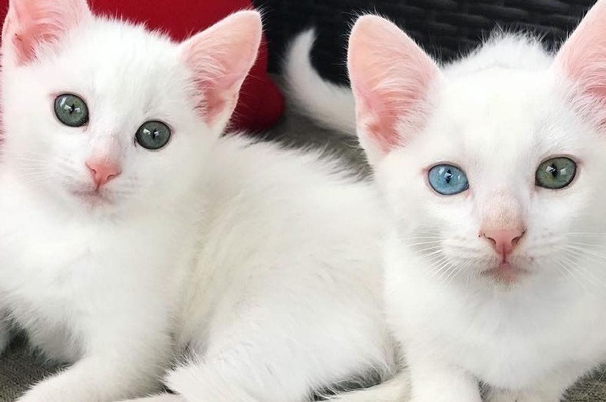 2 Deaf Kittens Born to Rescued Cat, Depend on Each Other and Share Special Bond