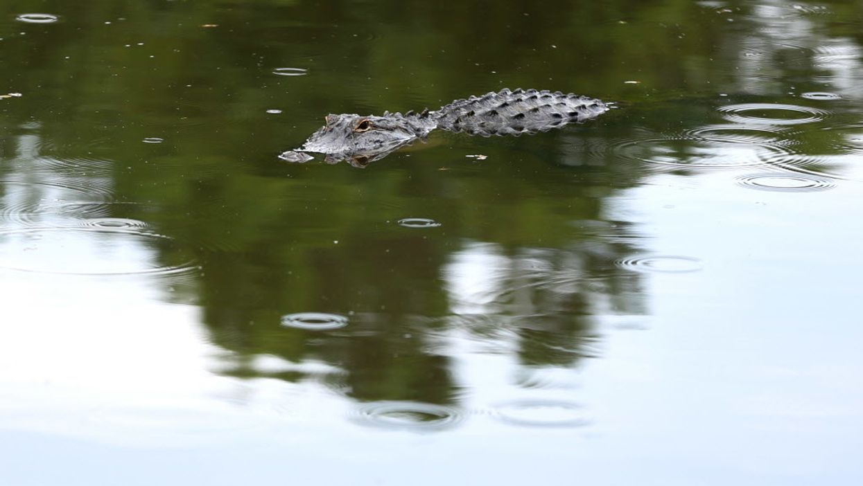 A Southern chef served a whole gator wrapped in bacon and we have questions