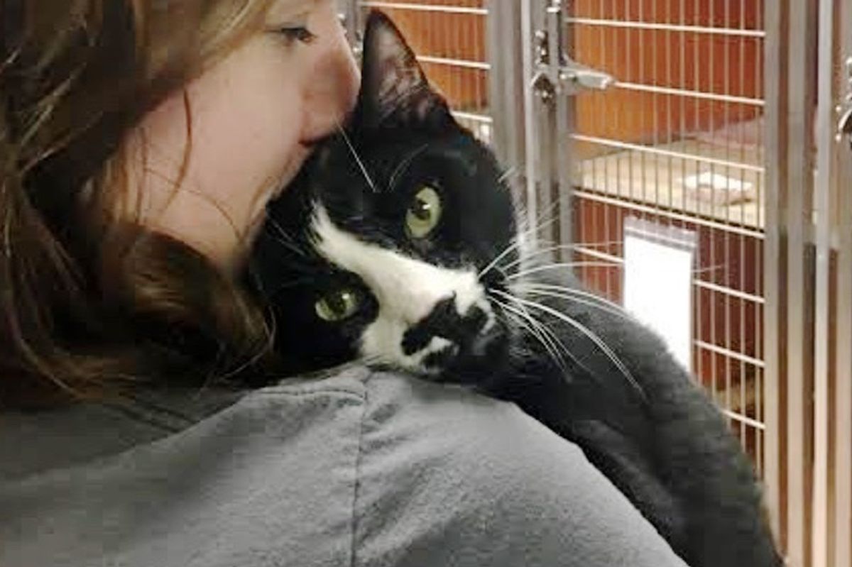 Shelter Cat Gives Everyone Hugs and Won't Take No for an Answer
