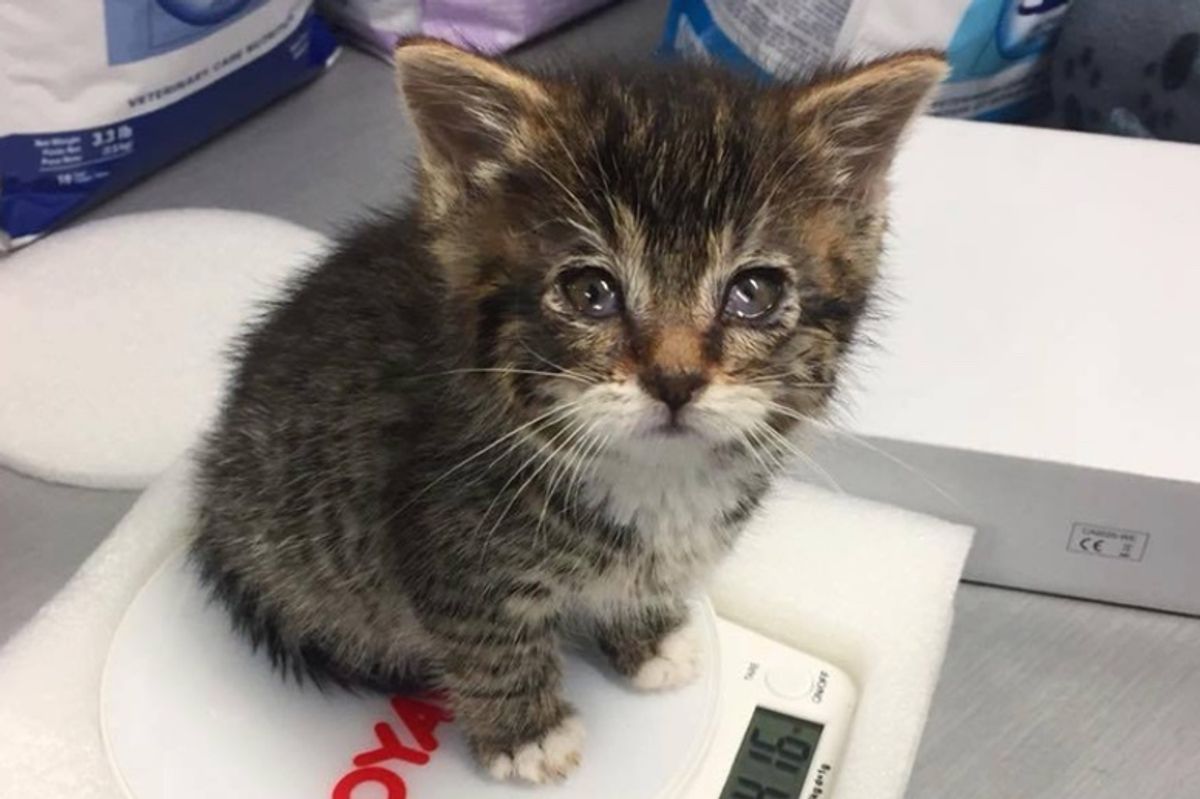 Kitten Found in Shed, Gets Help to See Again and Reveals Her Adorable Eyes