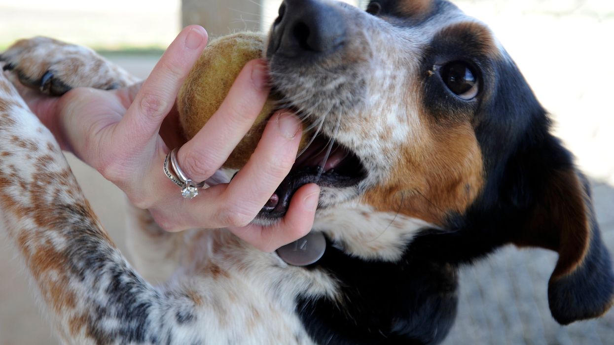 Meghan Markle's rescue beagle has Southern roots