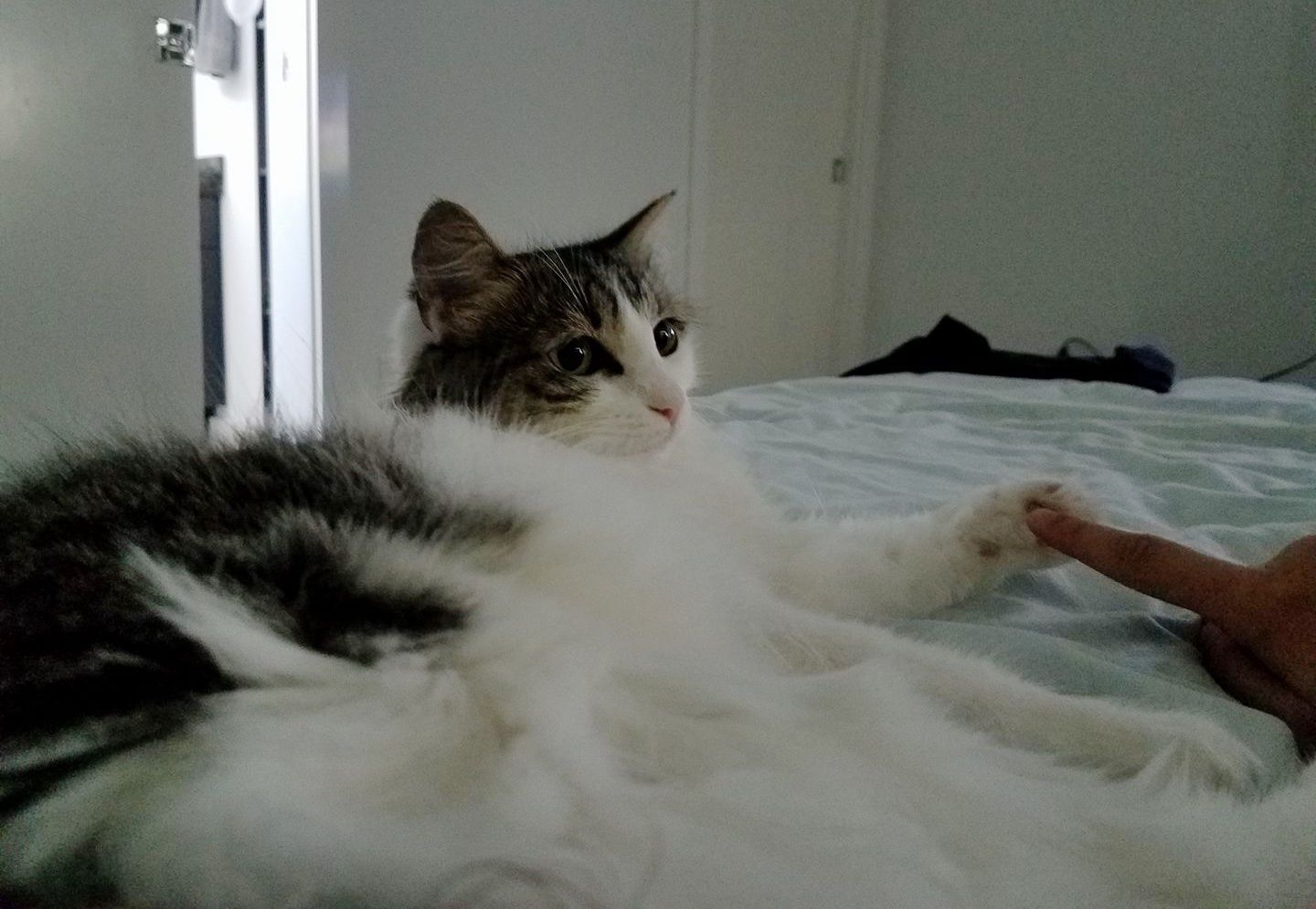 neighbours cat meowing all night