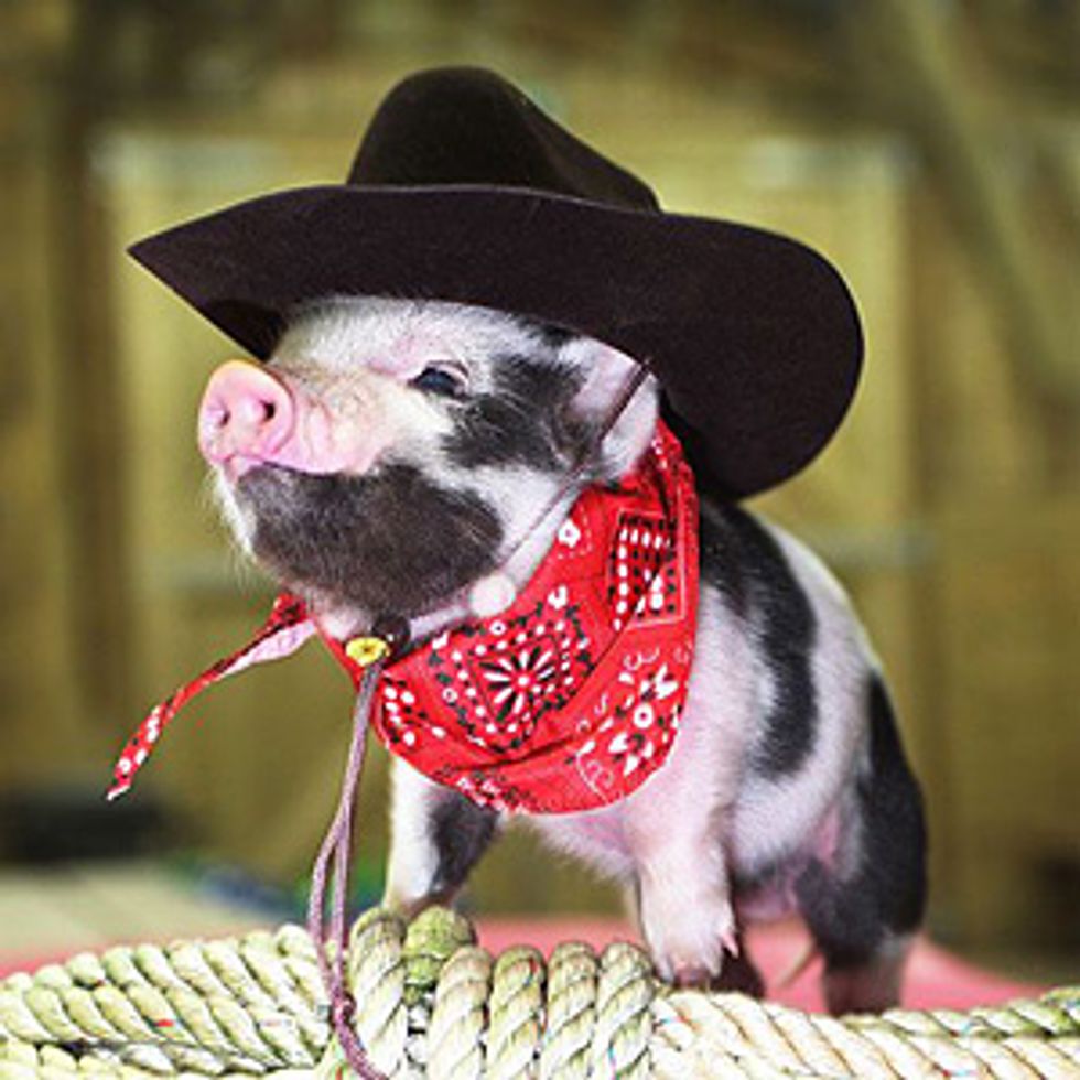 17 Teacup Pig Pictures That Will Make Your Heart Explode