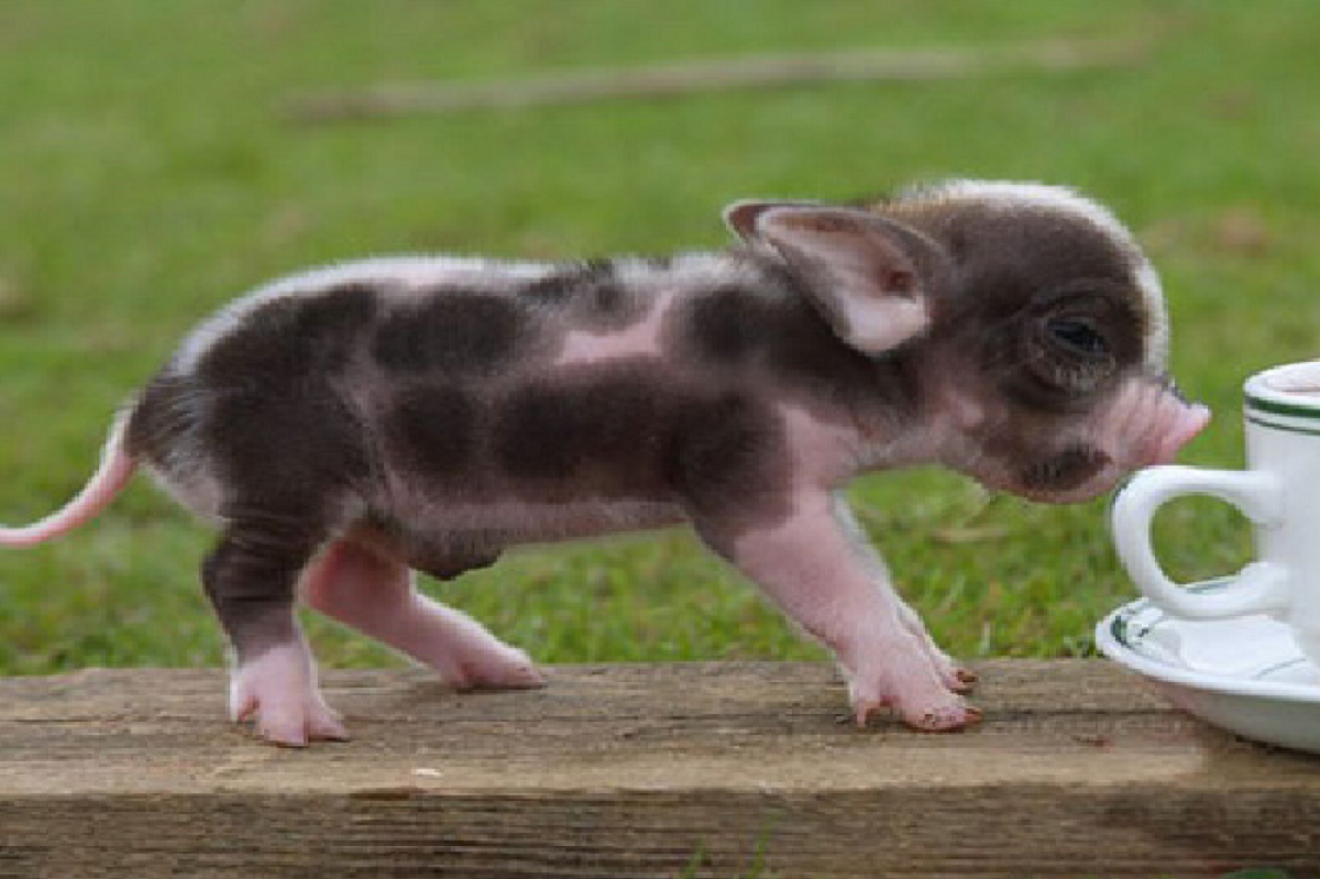 17 Teacup Pig Pictures That Will Make Your Heart Explode