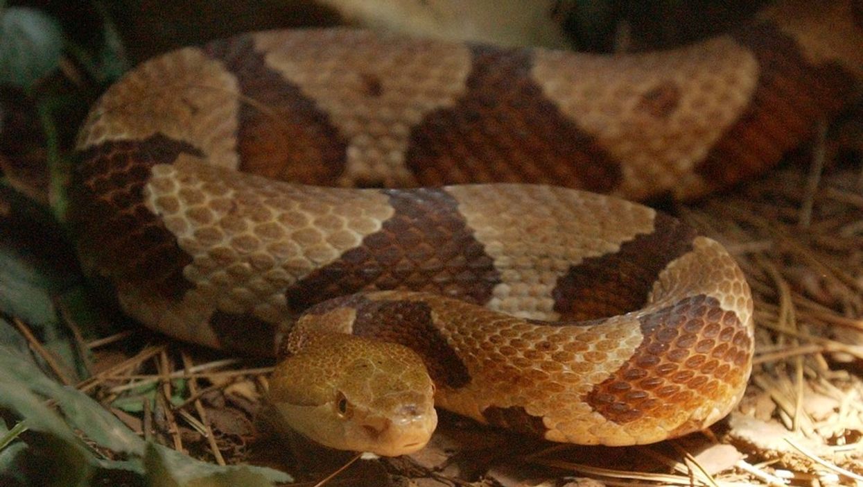 Arkansas woman picks up giant snake and it's basically a horror movie