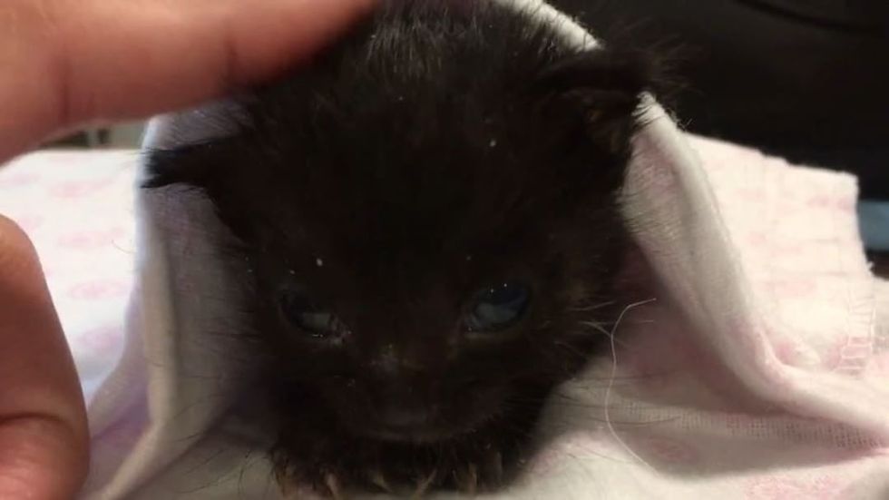 Kitten with Large Head and Small Body Determined to Grow Despite the ...