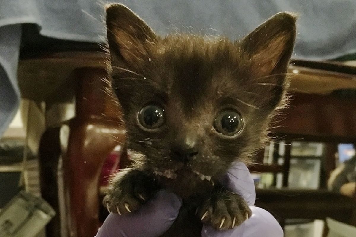 Kitten with Large Head and Small Body Determined to Grow Despite the Odds