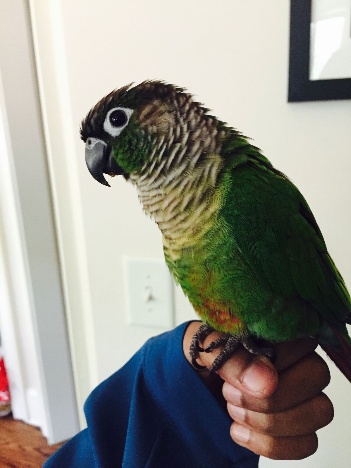 8 Reasons Why You Should Get A Conure As A Pet Bird