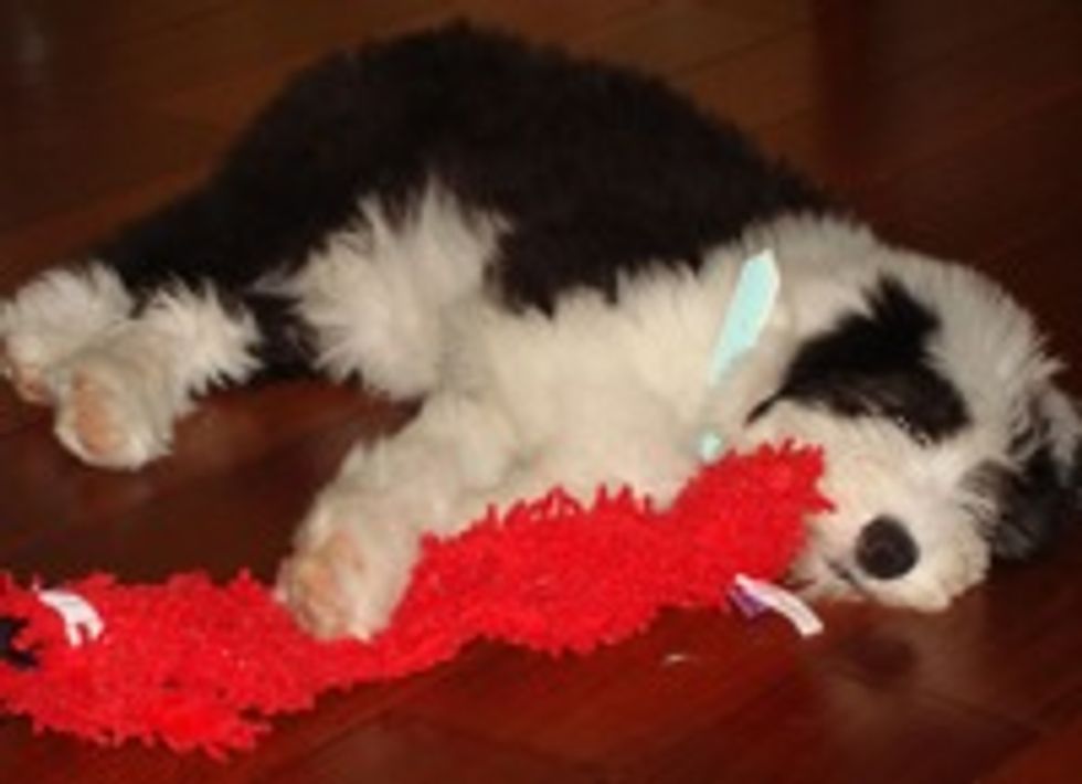 Rush Limbaugh's Ladyfriend's Adorable Puppy Obscures Important Healthcare Debate