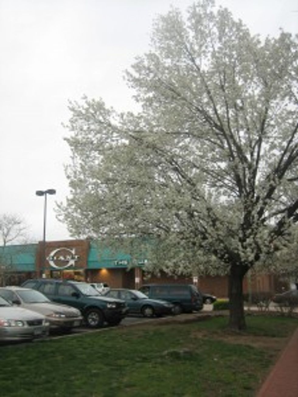 What's a Cherry Blossom, Anyway?