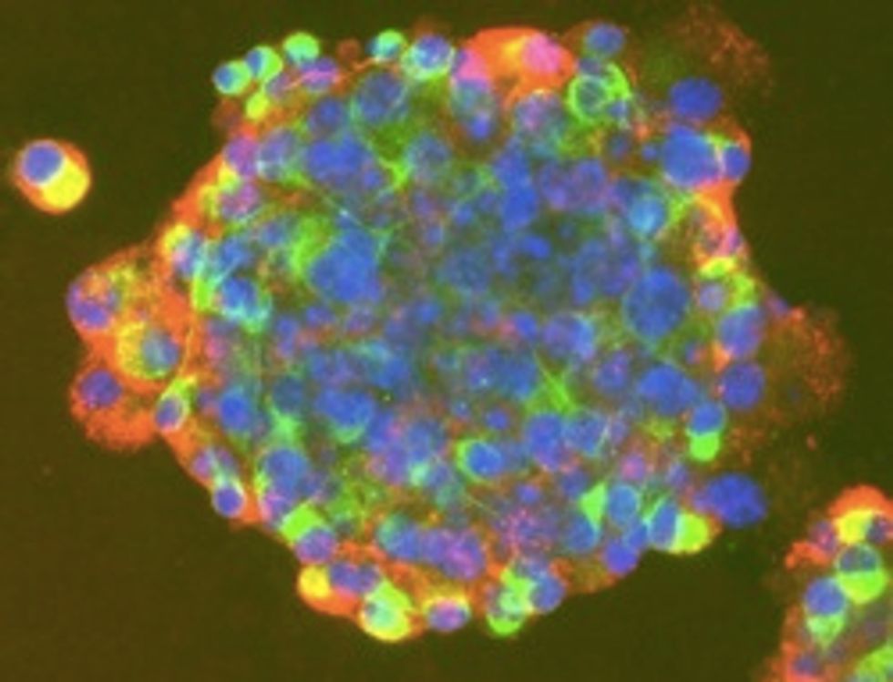 Barack Obama Gives Atheists Their Rotten Stem Cells To Play With