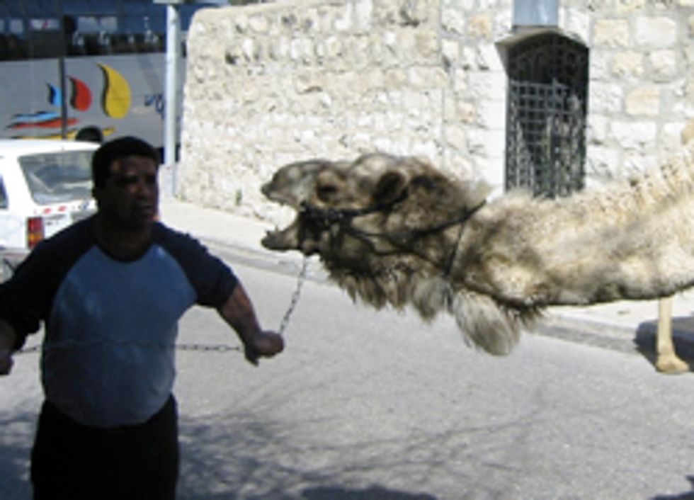 Arab Camels Spotted Near Porous Mexican Border