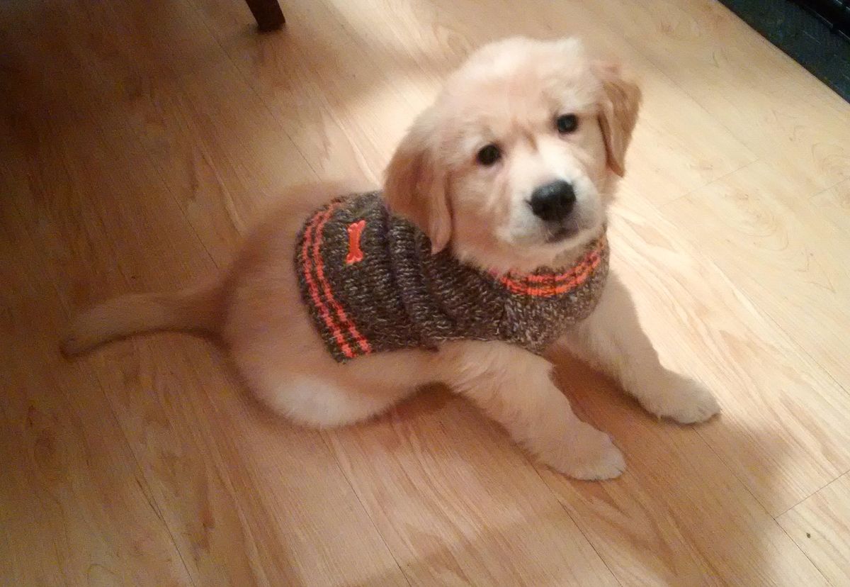 10 Things That Make Golden Retrievers Unique