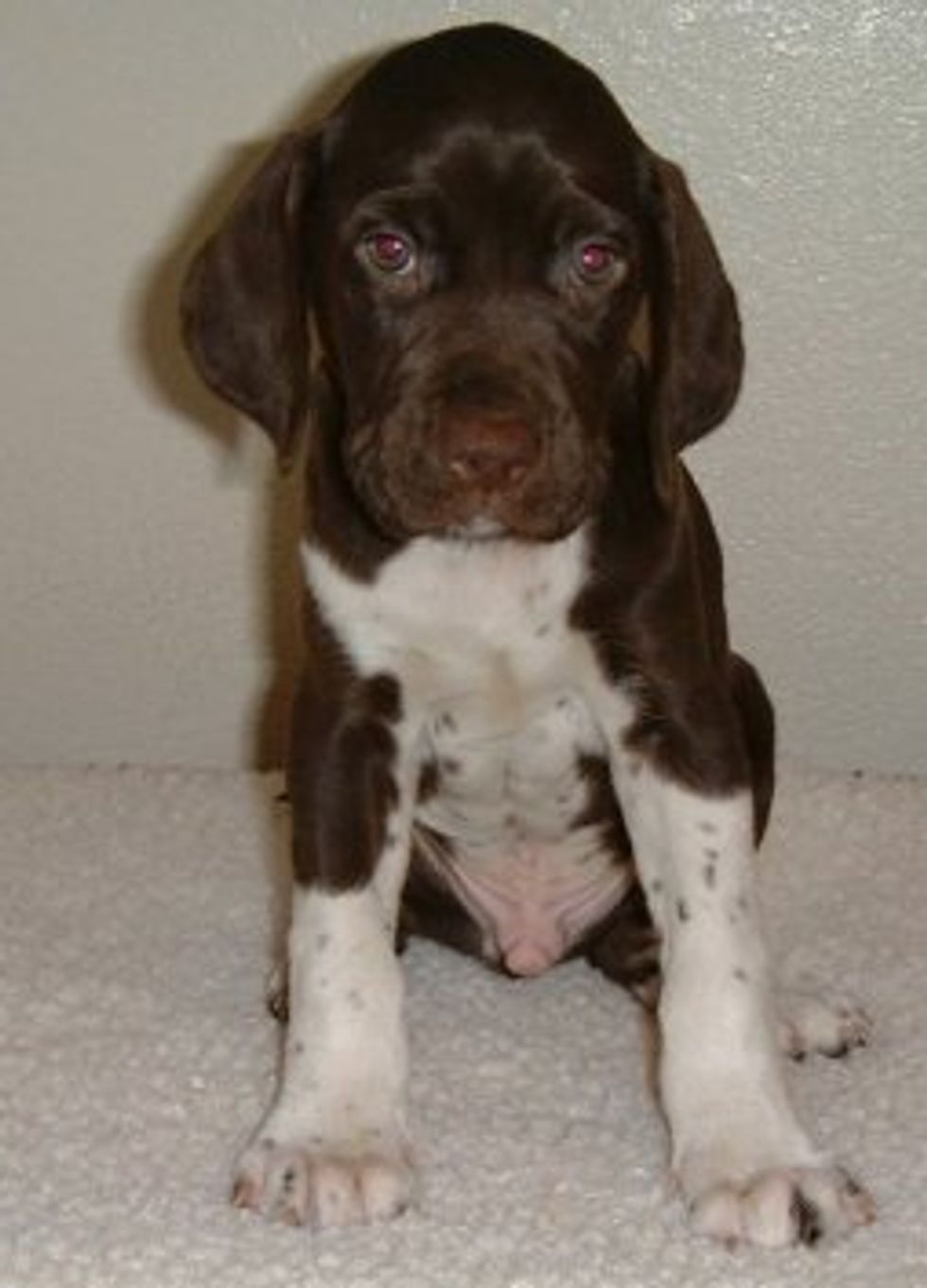 Obamas Will Adopt Precious Rescue Puppy, Destroy American Businesses