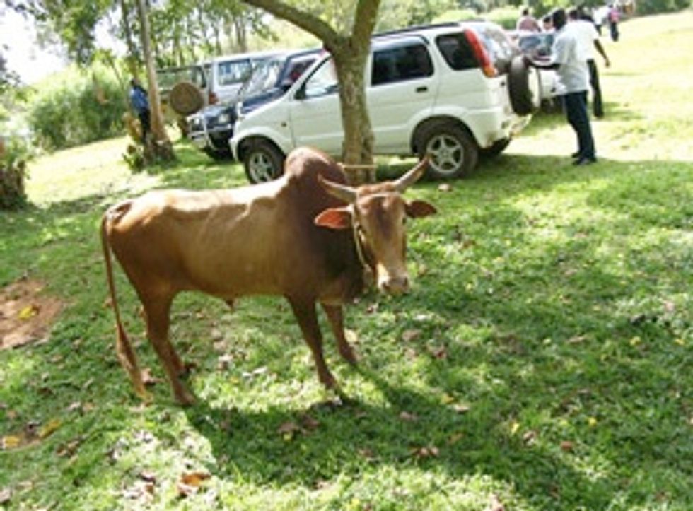 This Bull Will Be Slaughtered, In Kenya, If Obama Wins