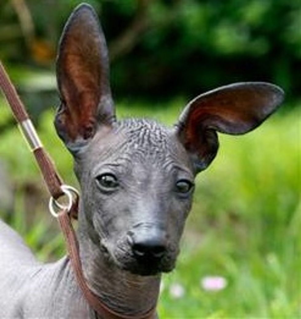 Here's Your Creepy Bald Dog, Obama Girls!